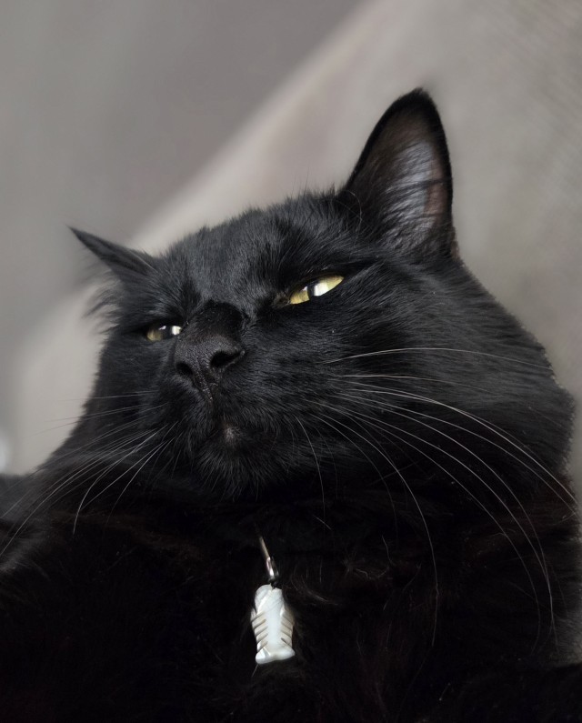 Наши коты