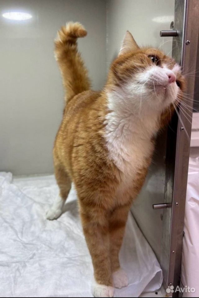Подборка кошачьих, которые стали никому не нужны