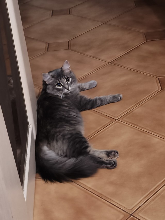 Котовторник. Моё зверьё