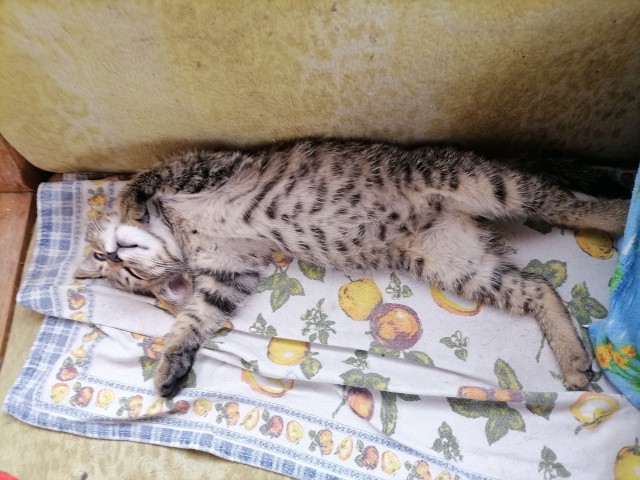 Котят кому? В хорошие руки.