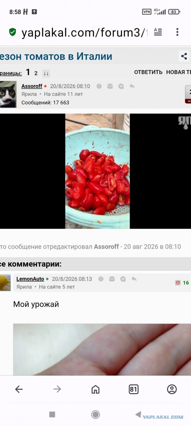 Сезон томатов в Италии