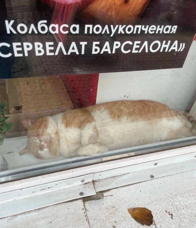 Картинки для деградации 283 (разной степени свежести)