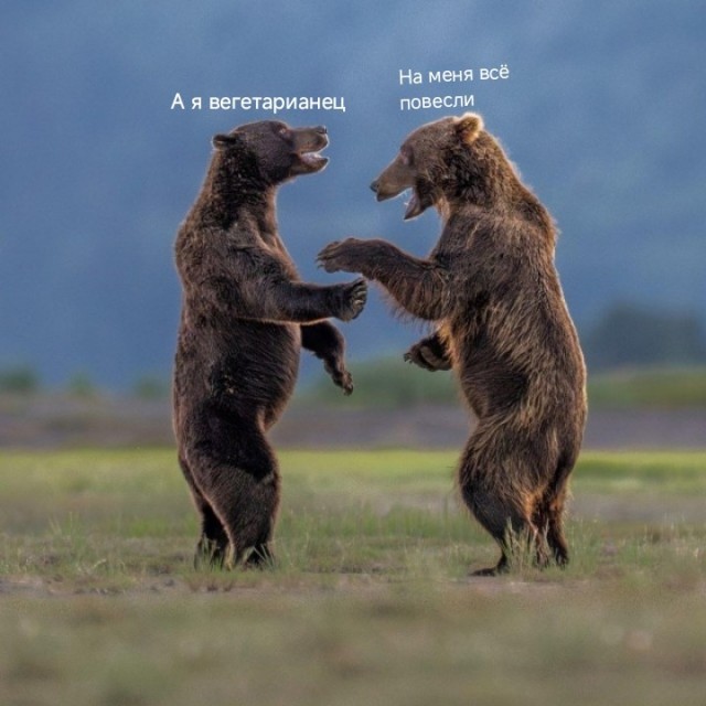 Снимки финалистов конкурса Nikon Comedy Wildlife Awards 2026