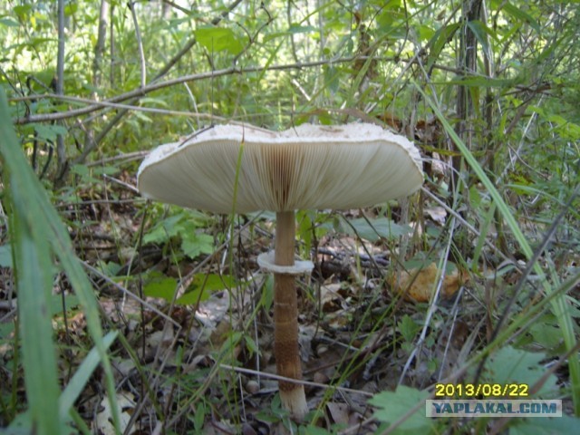 Поехали за грибами, приехали с карасями.