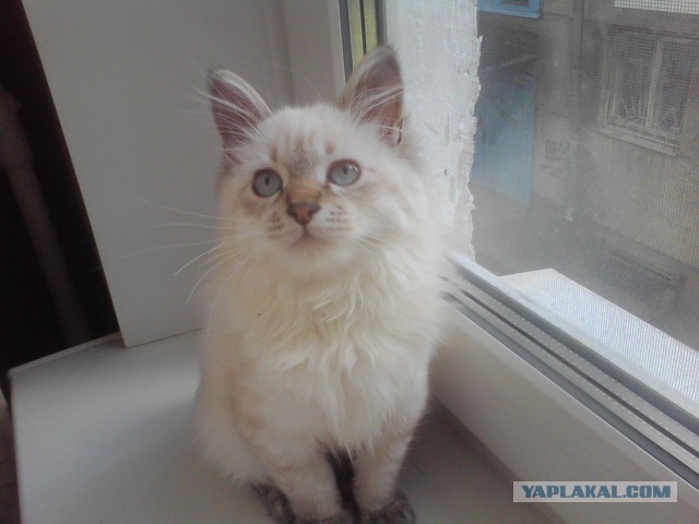 Котовторник 03.09.2013