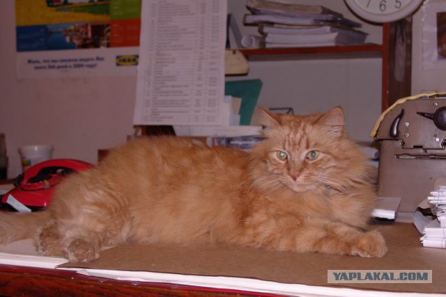 Котовторник 12.11.2013