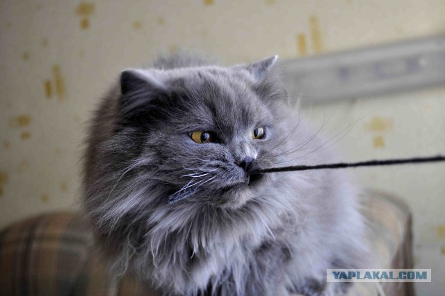 Котовторник  10.12.2013