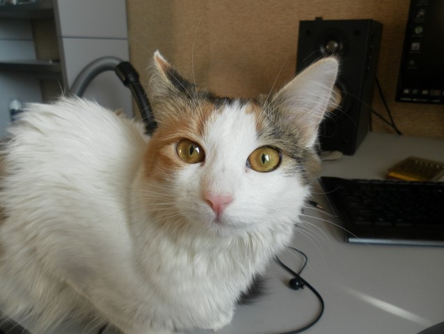 Котовторник 18.03.2014