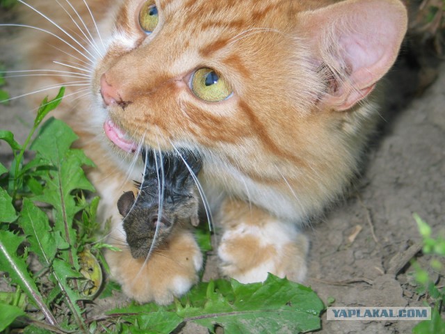 Котовторник 01.04.2014