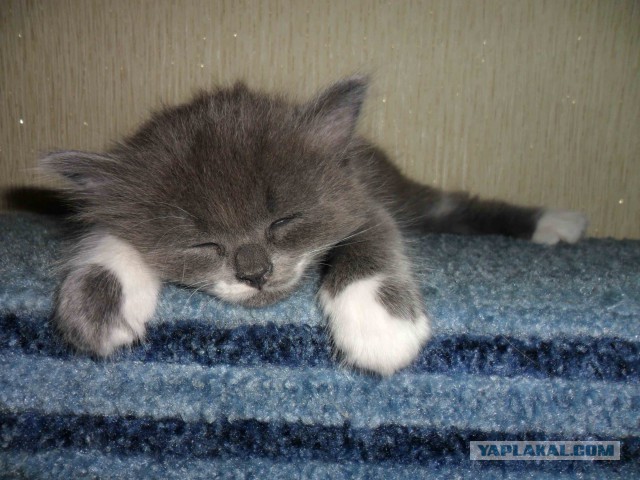 Котовторник   15.04.2014