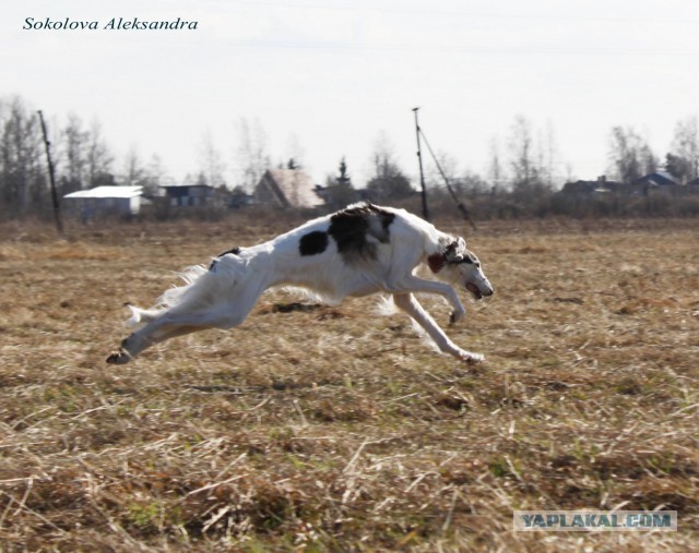 Собачки: русская борзая