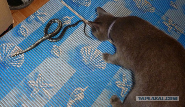 Люди,я принес вам мыша! Большого мыша!