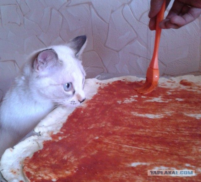 Котовторник  08.07.2014