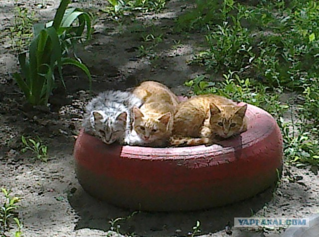 Котовторник 12.08.2014