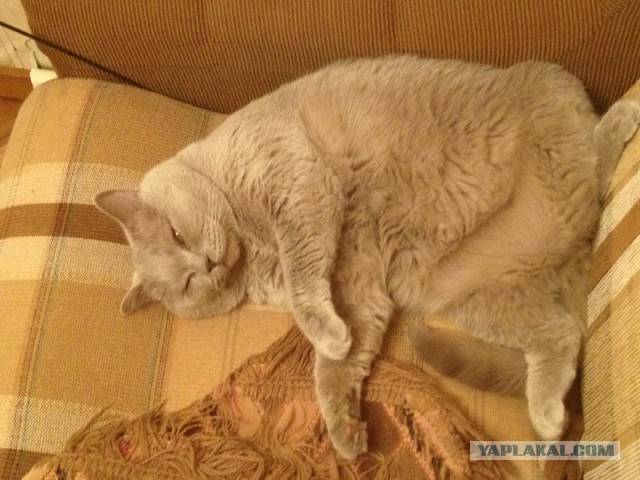 Котовторник 26.08.14.
