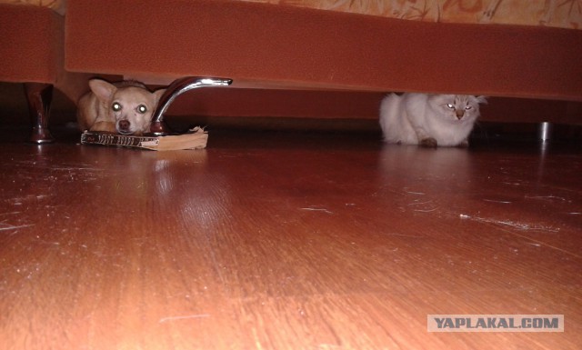 Котовторник 09.09.2014
