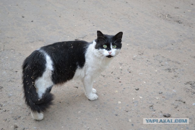 Котовторник 16.09.14