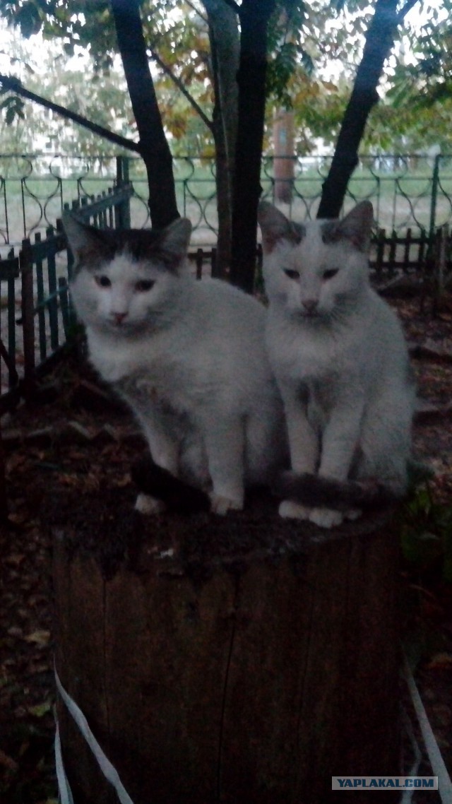 Котовторник 23.09.2014.