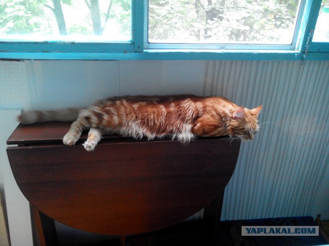 Котовторник 7.10.2014