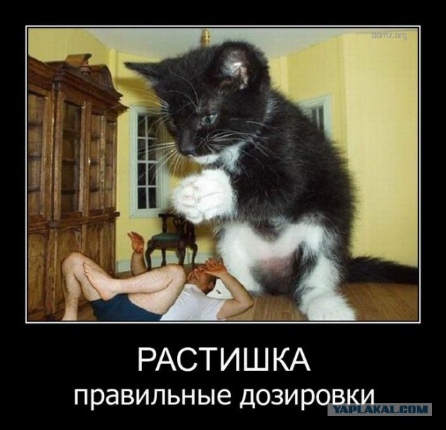 Веселые картинки