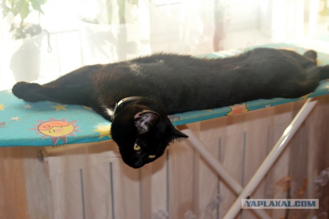 Котовторник
