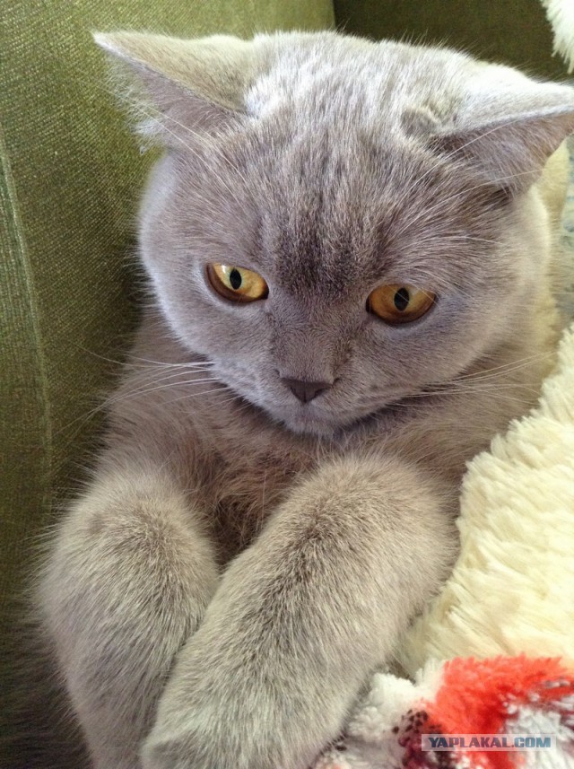 Котовторник 07 04 2015