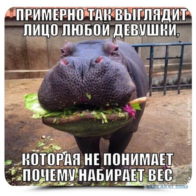 Прикольные фото и картинки