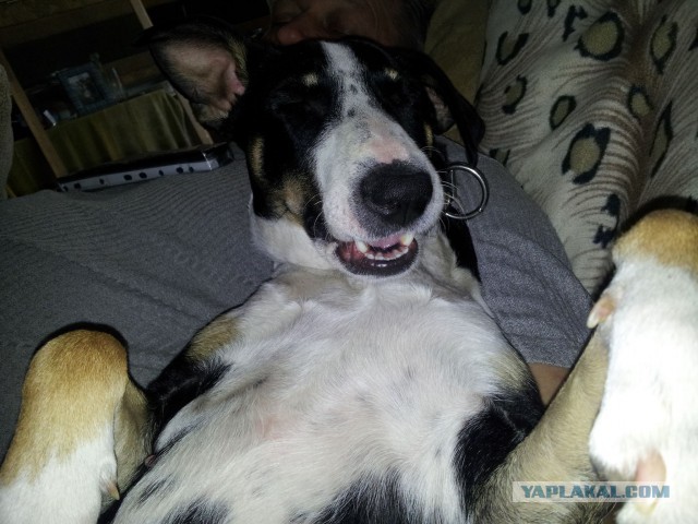 20 милейших псов-метисов - нельзя не влюбиться