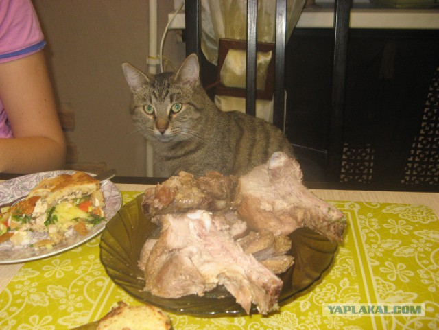 Котовторник 03.11.2015