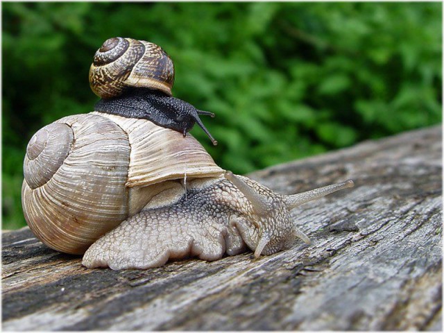 Самые чудные и курьёзные фотографии 2015 года