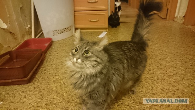 Пост невероятной кошачьей красоты. 25 фот.