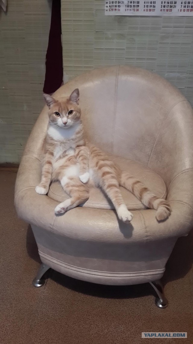 Кот с очень необычной способностью.