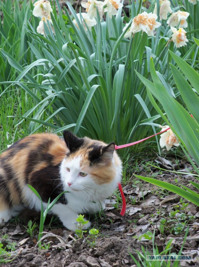 Котовторник 19.04.2016