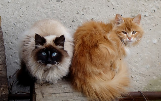 Бюджетная дача своими руками