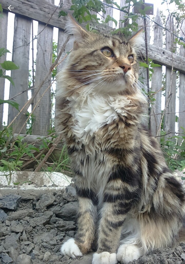 Домашние коты на природе