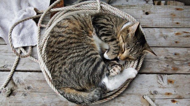 Коты и Кошки