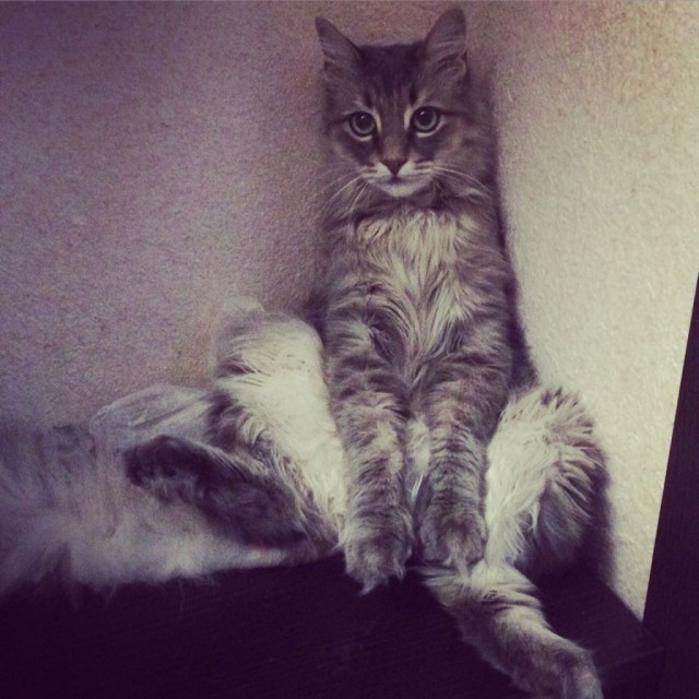 Коты и Кошки