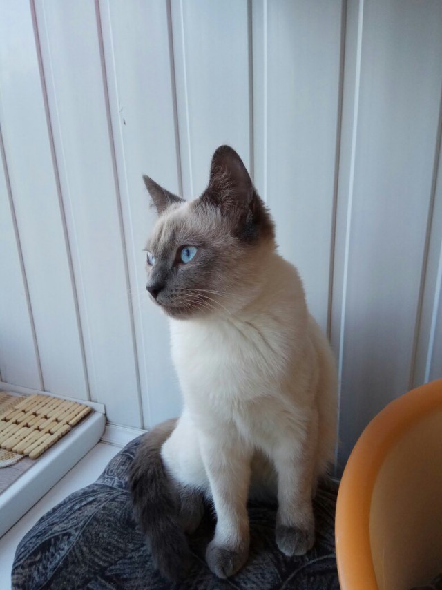 Коты и Кошки