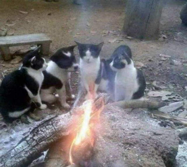 Картинки из сети