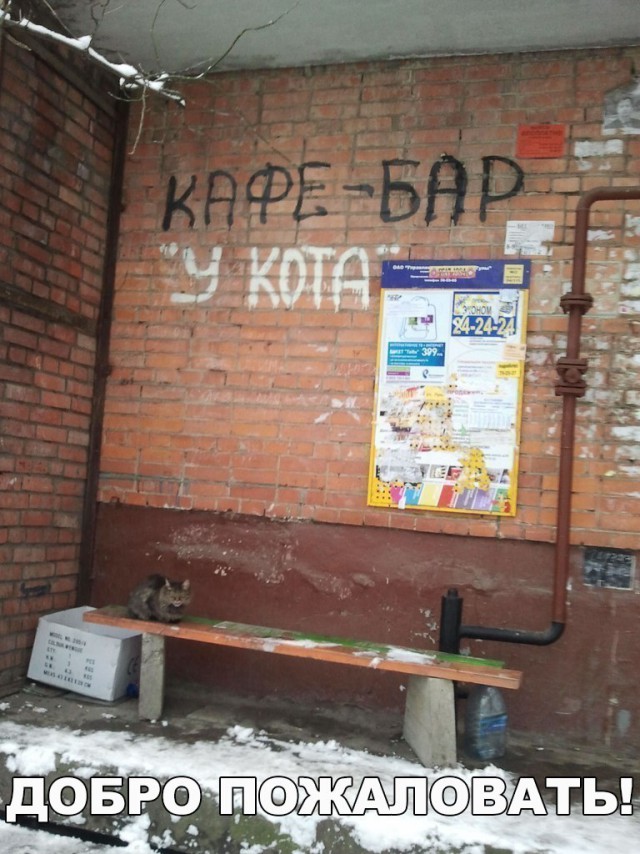 Коты и Кошки