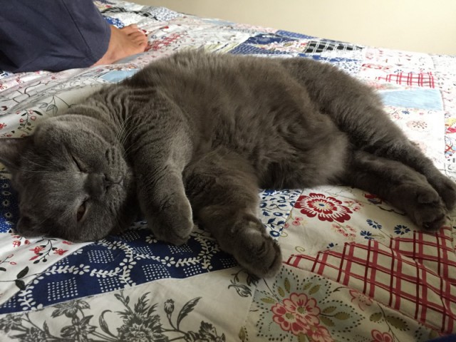 Котовторник