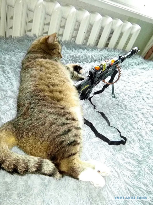 Правильно ли спит кот?