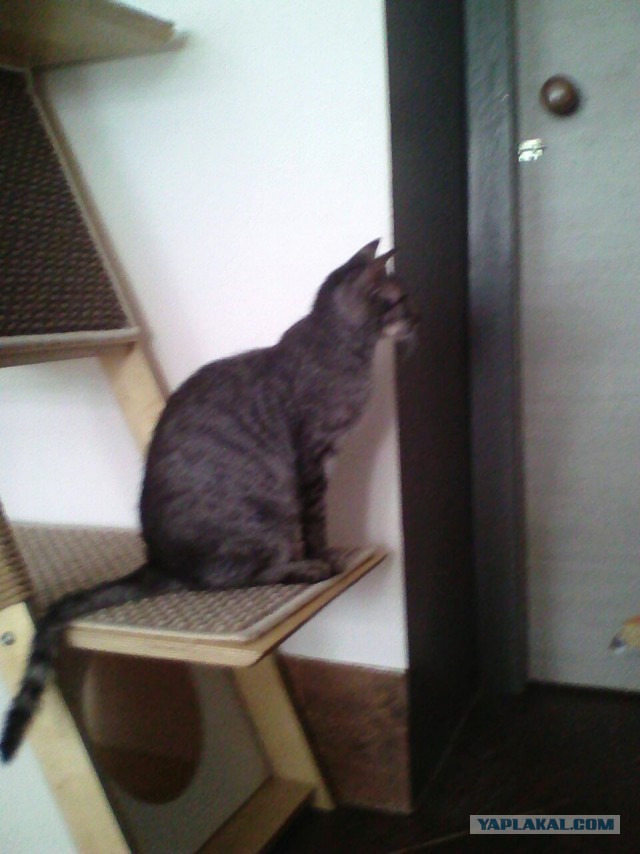 Коты и Кошки