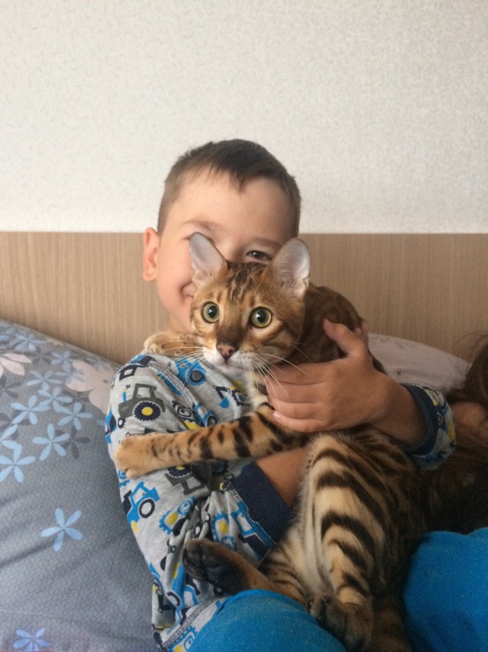 Котовторник!