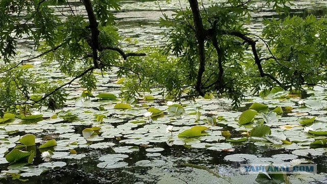 Просто Природа