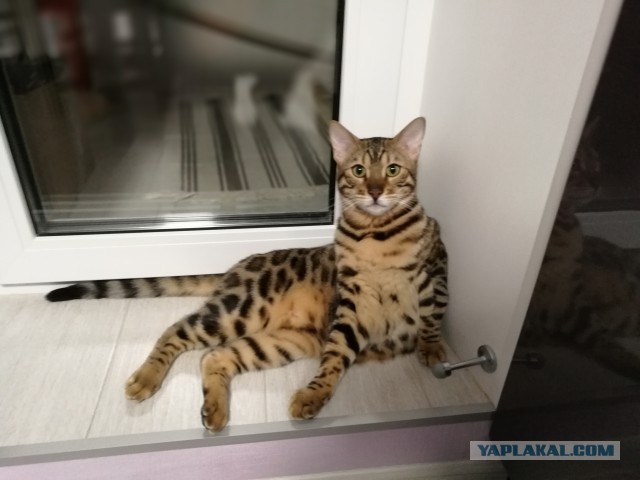 Котовторник  23.01.2018