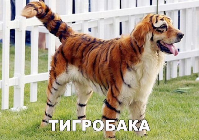 Живность из сети