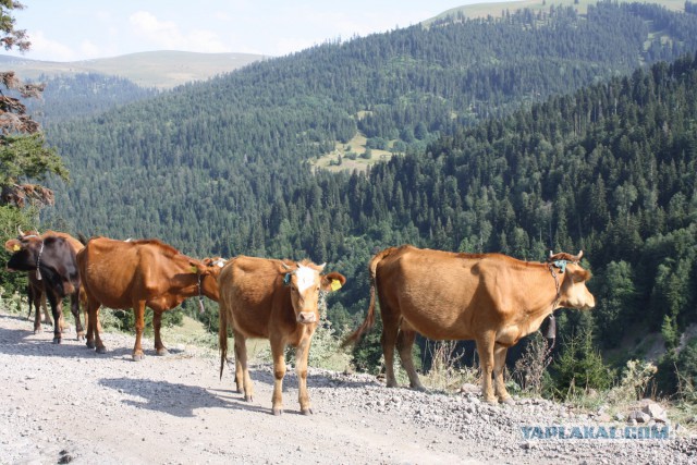 Вы находитесь в Грузии, если...