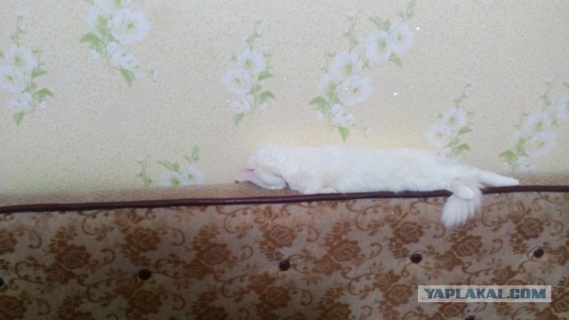 Котовторник 22.05.2018