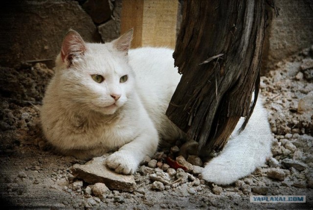Котовторник на ЯПлакал!